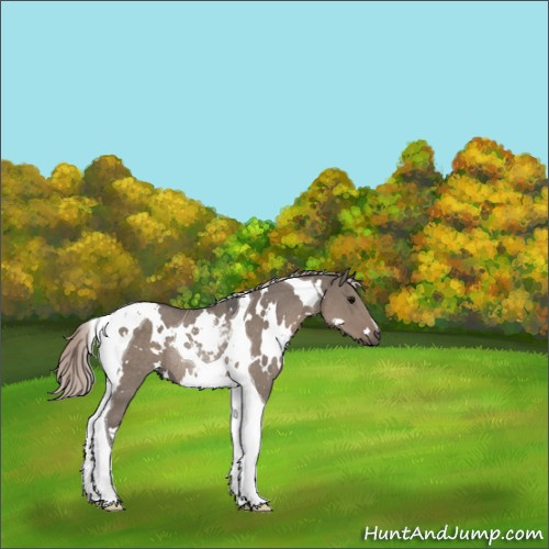 Horse Color:White Spotted Silver Grullo Tobiano Rabicano 