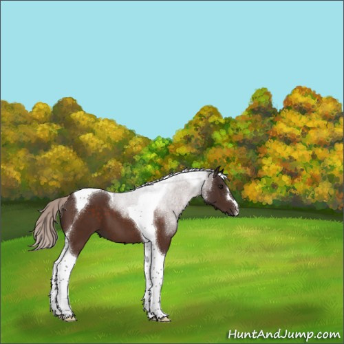 Horse Color:Silver Brown Tobiano 