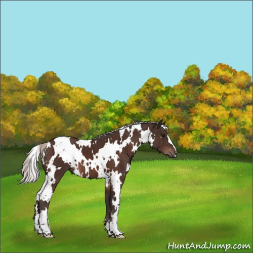 Horse Color:White Spotted Silver Brown 