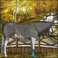 Horse Color:Grullo Sabino Splash  and Grullo Sabino Splash 