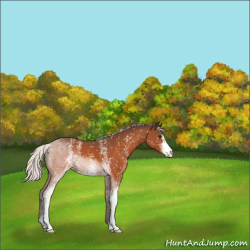 Horse Color:White Spotted Silver Brown Sabino 