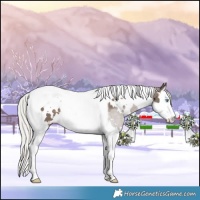 Horse Color:White Spotted Silver Black Splash Tobiano