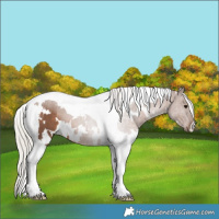 Horse Color:White Spotted Silver Black Tobiano 