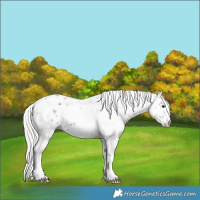 Horse Color:White Spotted Silver Black Sabino Appaloosa 