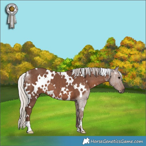 Horse Color:White Spotted Silver Black 