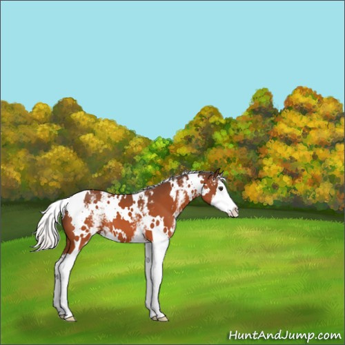 Horse Color:White Spotted Silver Brown Splash 