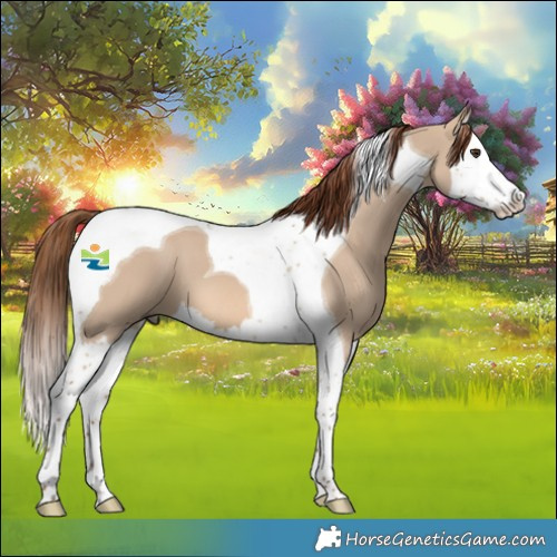 Horse Color:Red Dun Splash Tobiano 