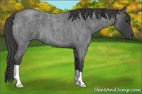 Horse Color:Smoky Blue Roan