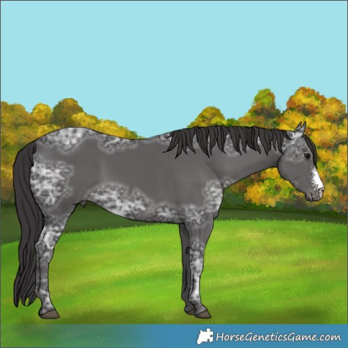 Horse Color:Smoky Black Ice Sabino 