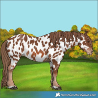 Horse Color:Chestnut Appaloosa