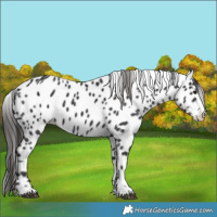 Horse Color:Black Appaloosa 