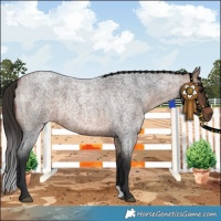 Horse Color:Bay Roan 