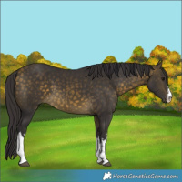 Horse Color:White Spotted Buckskin 