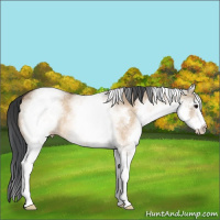 Horse Color:White Spotted Bay Dun 