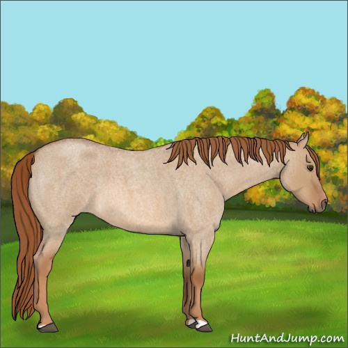 Horse Color:Red Dun Roan 