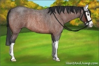 Horse Color:Unknown 
