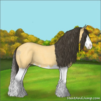 Horse Color:Buckskin Roan Splash 