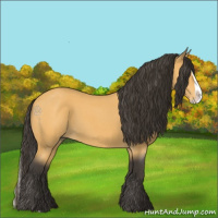 Horse Color:Buckskin Roan Splash 