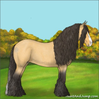 Horse Color:Buckskin Roan Splash 