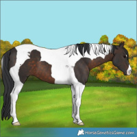 Horse Color:Brown Tobiano 