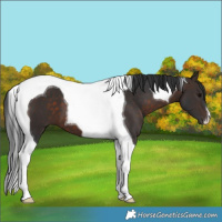 Horse Color:Brown Tobiano 