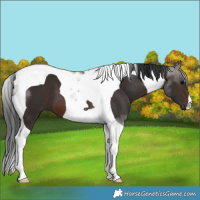 Horse Color:Brown Tobiano 