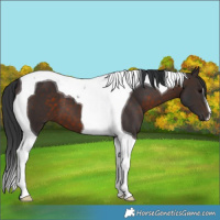 Horse Color:Brown Tobiano 