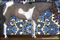 Horse Color:Brown Roan Tobiano Rabicano