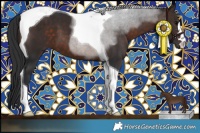 Horse Color:Brown Tobiano