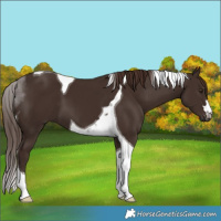 Horse Color:Liver Chestnut Tobiano 