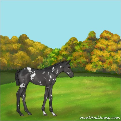 Horse Color:White Spotted Black