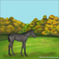 Horse Color:Black 