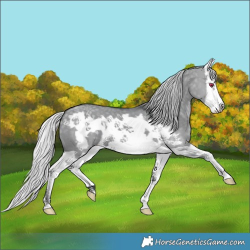 Horse Color:Silver Grullo Chinchilla Splash Frame 