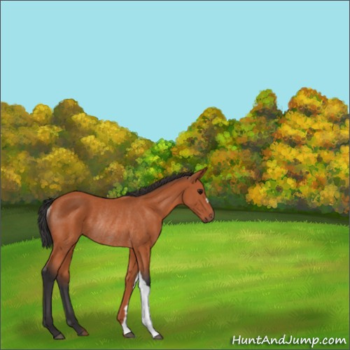 Horse Color:Bay Rabicano 