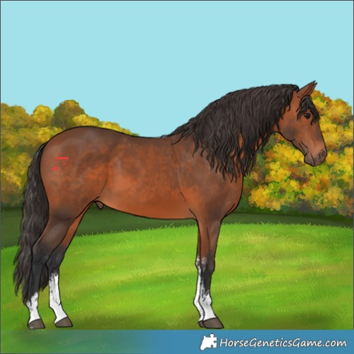 Horse Color:Bay Sabino Rabicano 