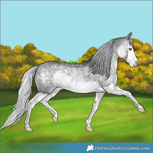 Horse Color:Silver Bay Chinchilla Splash 