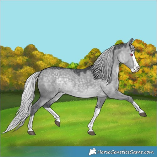 Horse Color:Silver Grullo Chinchilla Splash 