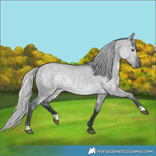Horse Color:Silver Grullo Chinchilla 