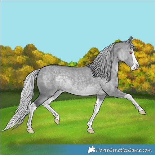 Horse Color:Silver Grullo Chinchilla Splash 