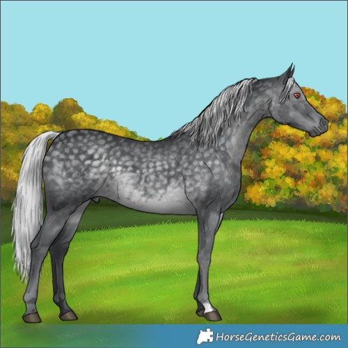 Horse Color:Silver Black Chinchilla 