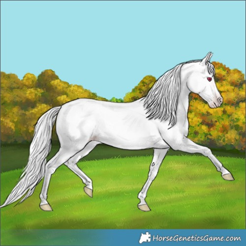 Horse Color:Silver Amber Champagne Chinchilla 