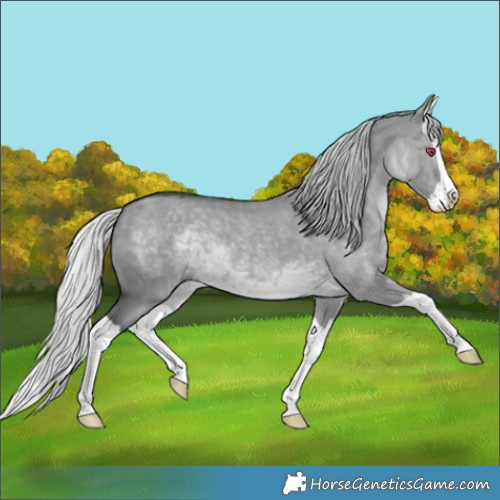 Horse Color:Silver Grullo Chinchilla Splash 