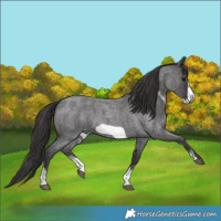 Horse Color:Smoky Blue Roan Sabino Frame 