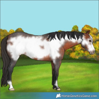 Horse Color:Bay Roan Frame