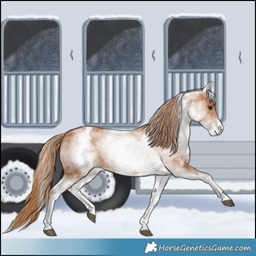 Horse Color:White Spotted Chestnut