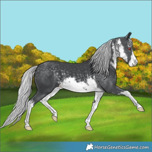 Horse Color:White Spotted Silver Black Chinchilla 