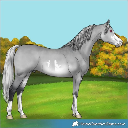 Horse Color:Silver Bay Chinchilla 