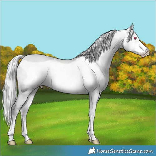 Horse Color:Silver Sable Champagne Chinchilla Frame 