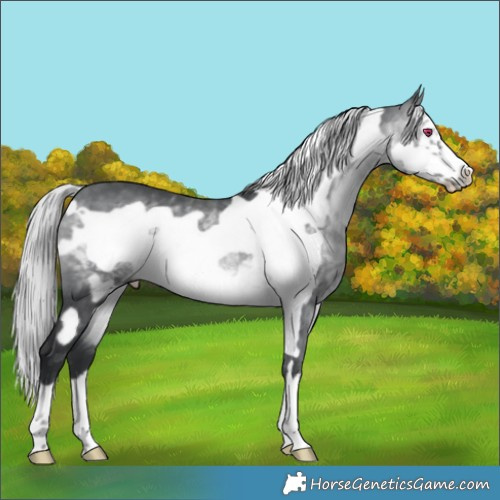 Horse Color:Silver Brown Chinchilla Frame 
