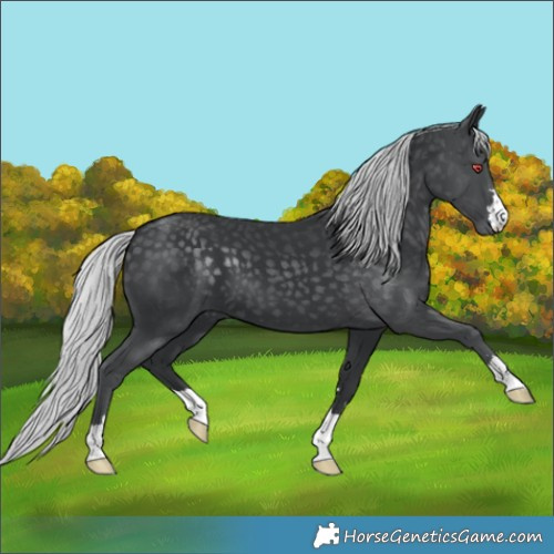 Horse Color:Silver Black Chinchilla 